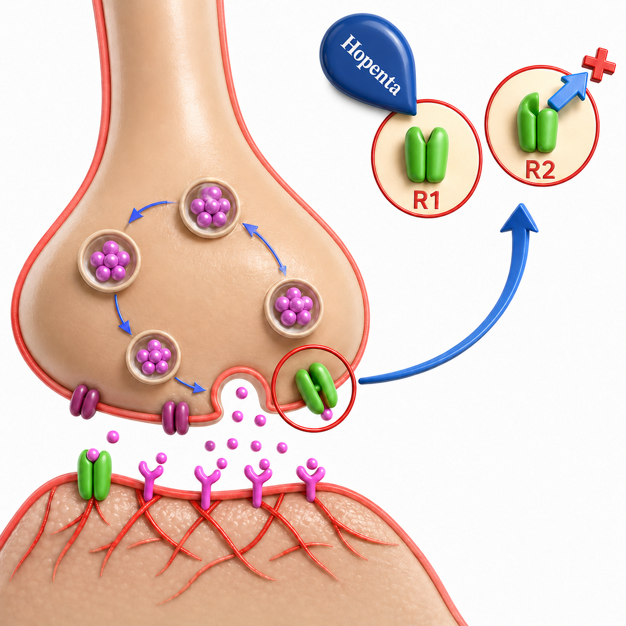 Synapse