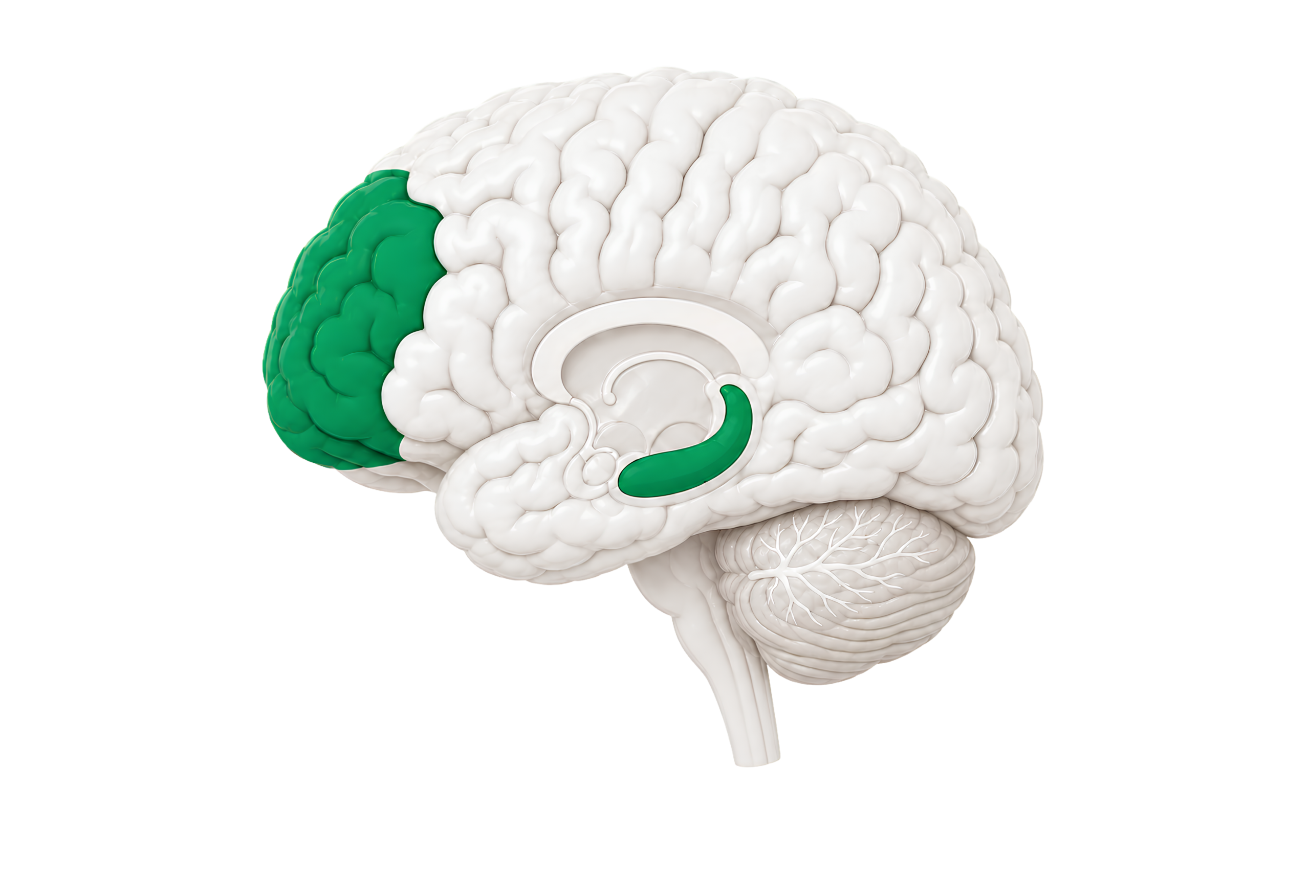 Cognition skills brain