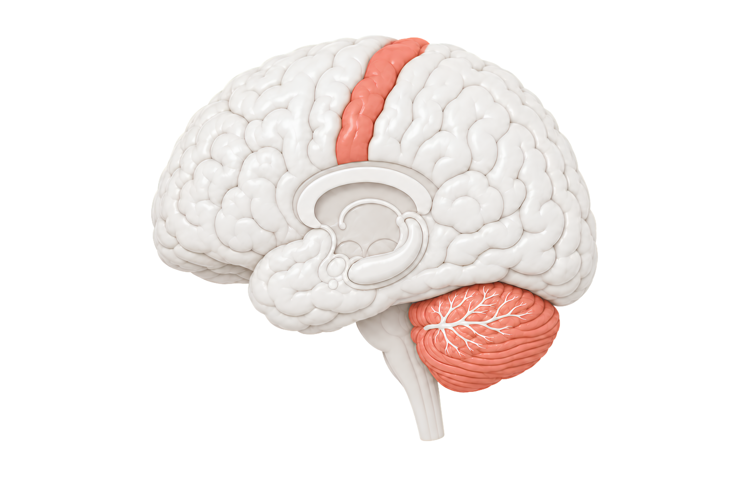 Motor skills brain