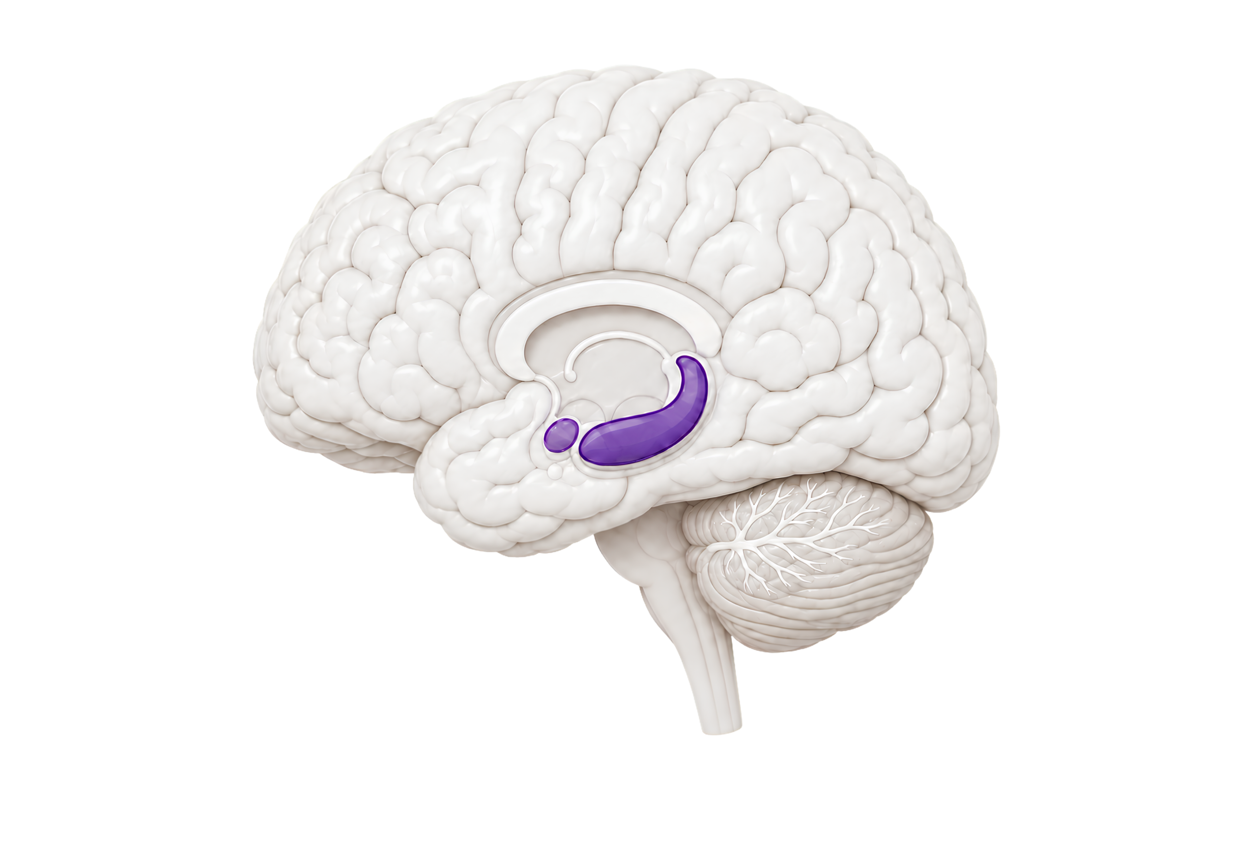 Social skills brain