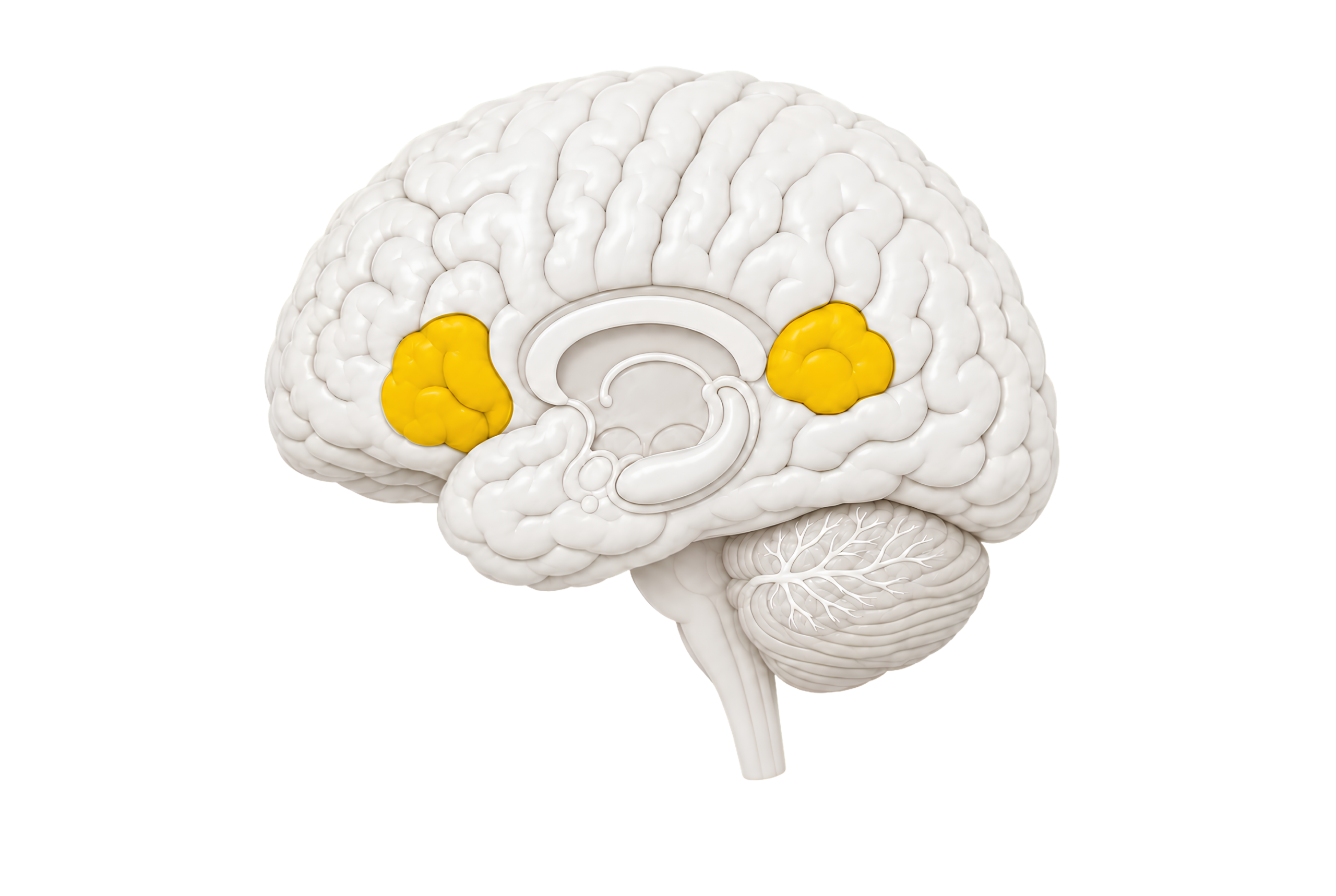 Speech skills brain